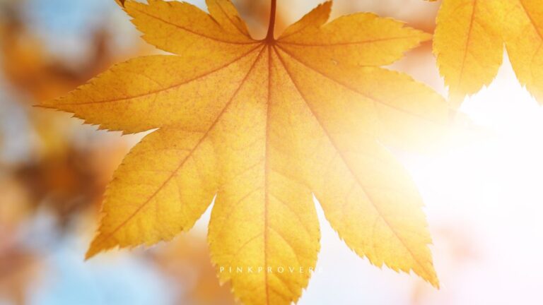 99 September Affirmations to Embrace Fall